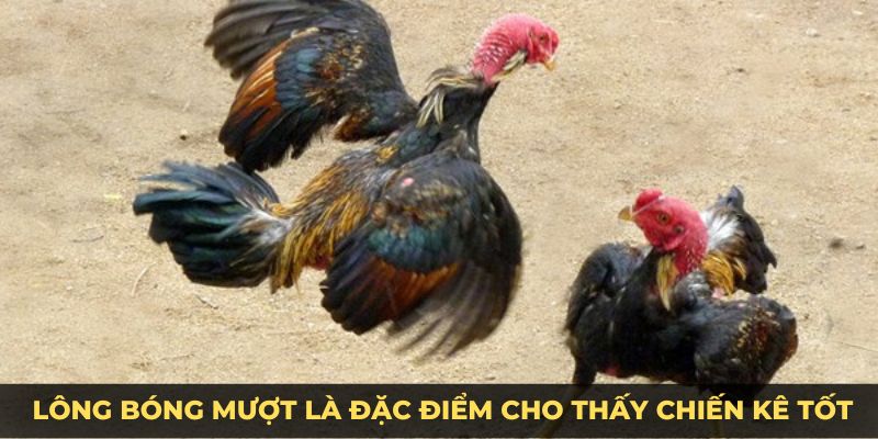 cách nuôi gà đá cựa sắt lông bóng mượt