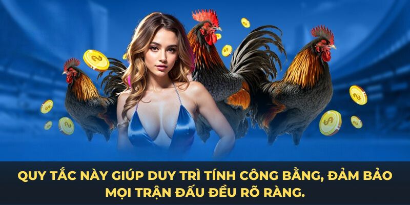 Luật đá gà miền nam quy tắc giúp duy trì tính công bằng