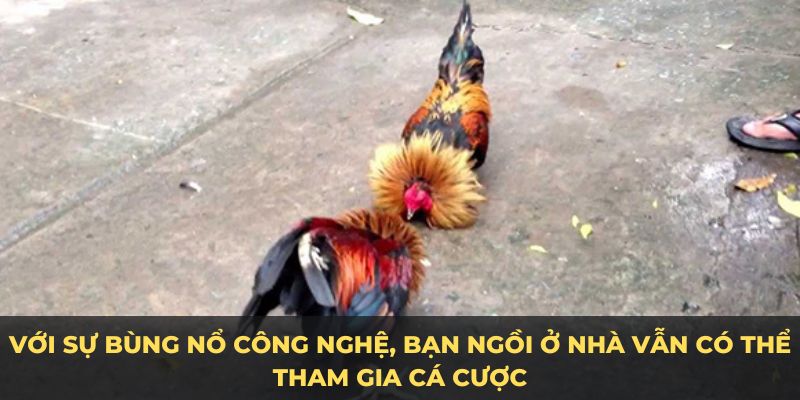 Tham gia cá cược ngay tại nhà với luật đá gà miền nam