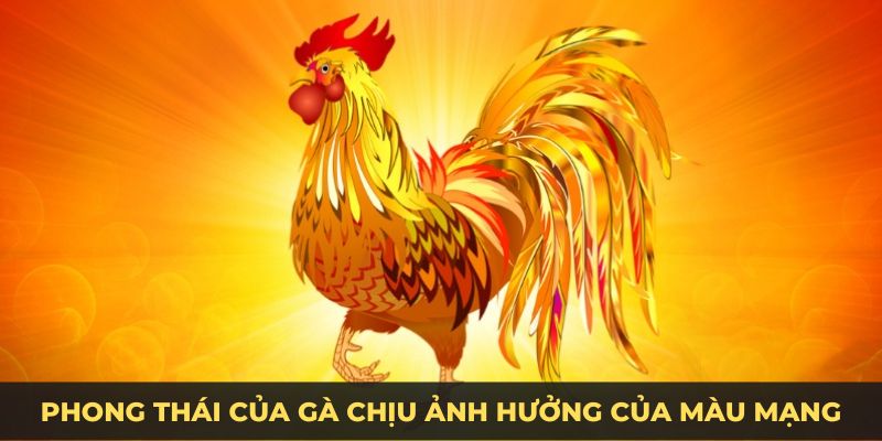 Phong thái của gà chịu ảnh hưởng của màu mạng