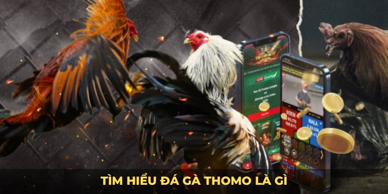 Tìm hiểu đá gà thomo là gì